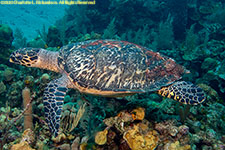 hawksbill turtle